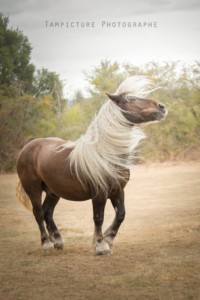 Cheval comtois faisant le beau en séance photo