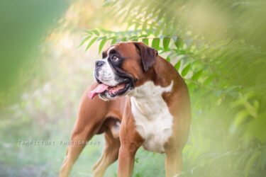 séance photo chien ile de france