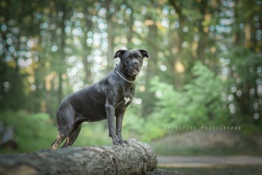 le chien pause pour sa photographe