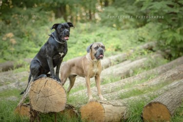 photographe animaux dans le val d'oise