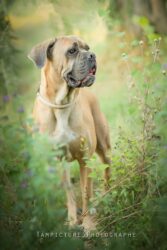 Cane Corso en shooting photo