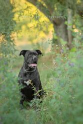 chienne et son photographe dans le 95