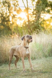 rencontre chien photographe en ile de france