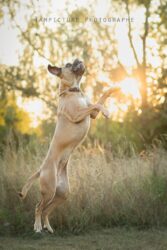séance photo de chien dans le val d'oise
