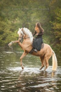 Photographe en ile de france avec un étalon palomino